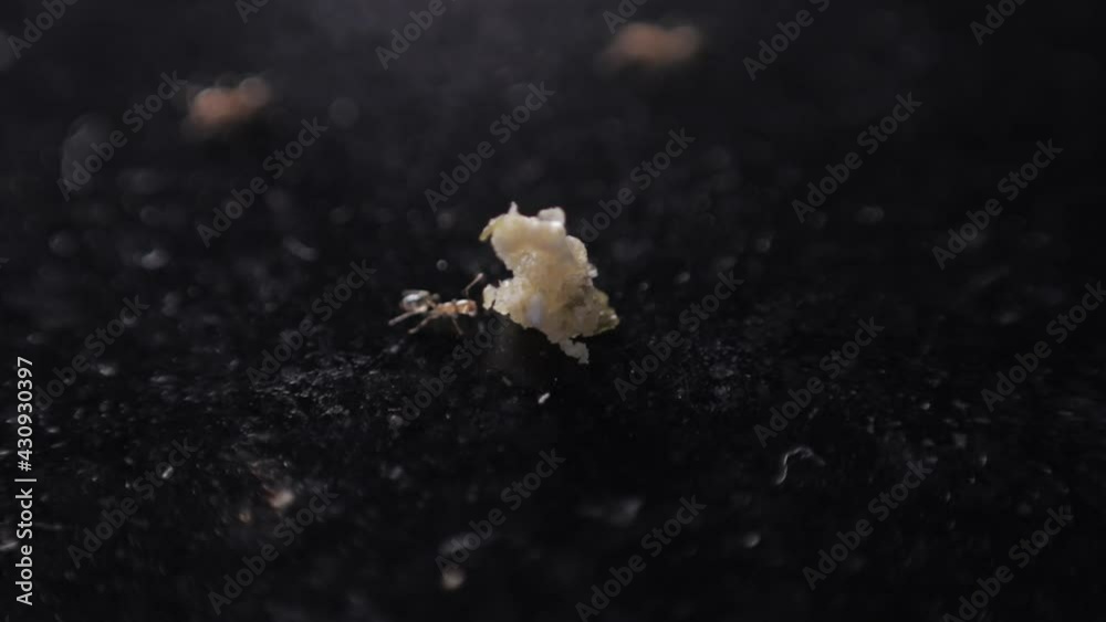 Miniature Ants Biting in Turns Little Pieces of Bread on the Charcoal Black Ground, 4K Miniature Ants Biting in Turns Little Pieces of Bread on the Charcoal Black Ground, 4K
