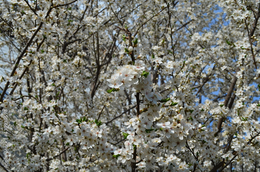 Beautiful blooming cherry plum branches with small white flowers in spring or Easter time Beautiful blooming cherry plum branches with small white flowers in spring or Easter time