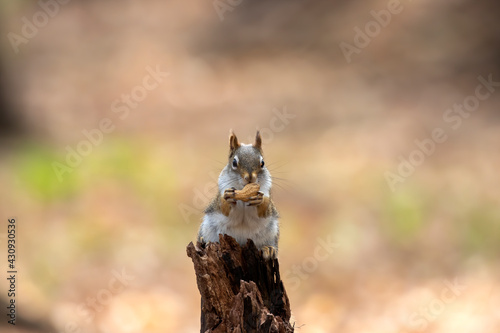American red squirrel   Tamiasciurus hudsonicus  known as the pine squirrel  North American red squirrel and chickaree.
