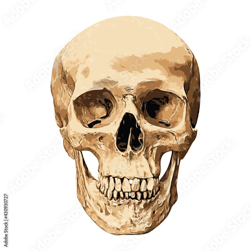 Human skull in front aspect isolated on white background, vector illustration