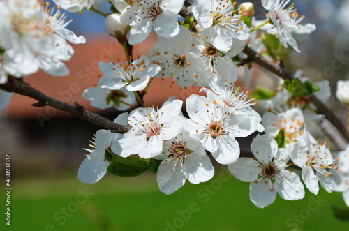 Beautiful blooming cherry plum branches with small white flowers in spring or Easter time