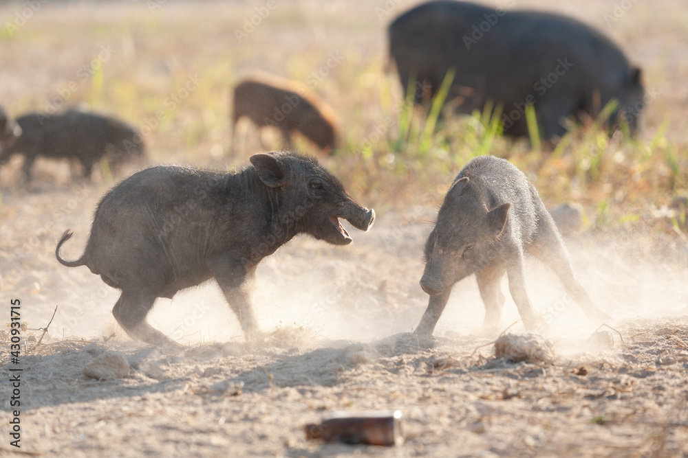  Wild black pigs in the centre of Downtown on Phuket, Thailand