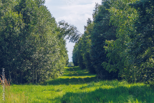 Fotografia Summer countryside road between green lush trees landscape