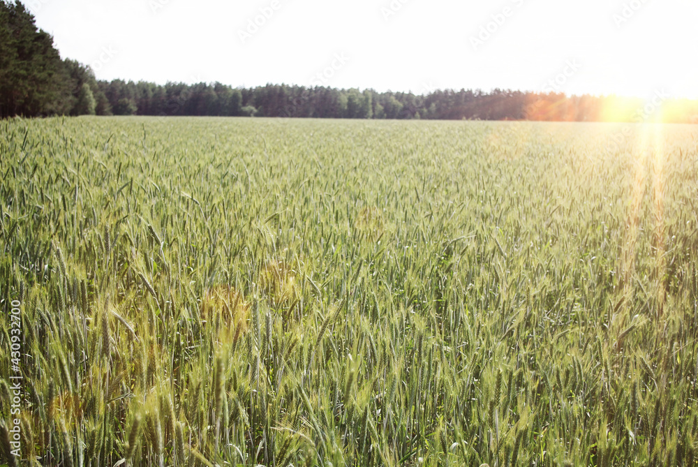 a field with wheat ears in the sunlight