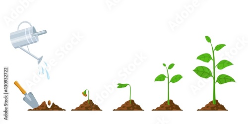 Green sprout grow. Seedling and planting phases. Plant with leaves, bean in soil, watering can. Plants growing progress vector infographic