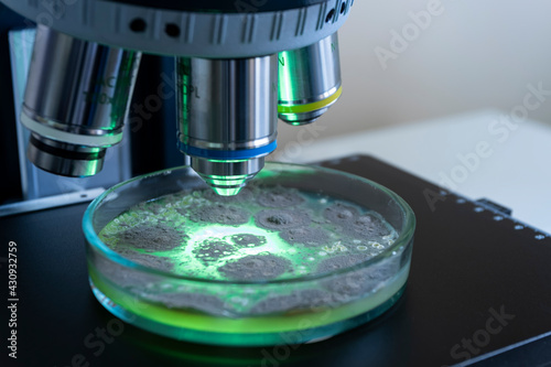 A petri dish with bacteria under a microscope, highlighted in green, the close-up. Do the science of the future in the laboratory.