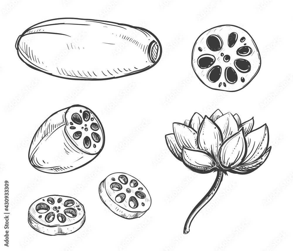 Hand drawn sketch black and white japanese lotus root, vegetable slice