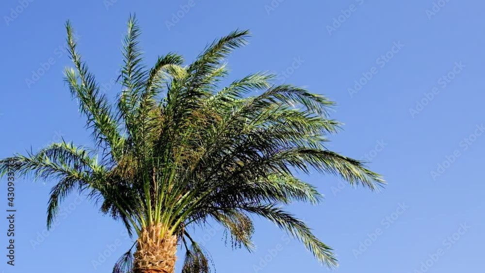 Palm trees leaves against the sky. Selective focus. Palm trees leaves against the sky. Selective focus.