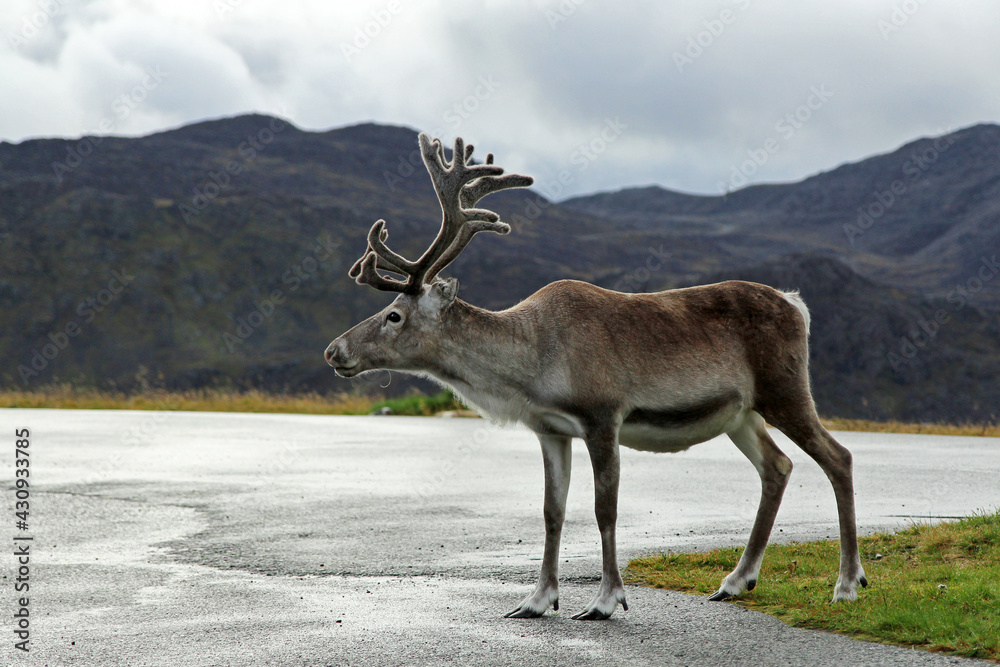 Cute reindeer on the roadside.
Adult reindeer on a cloudy day.