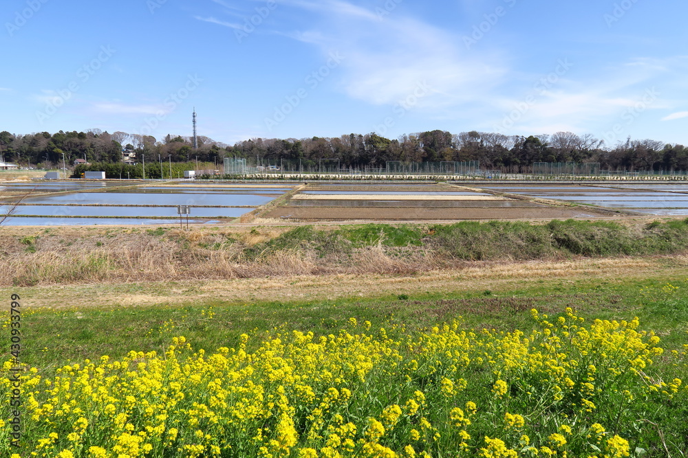 満開の菜の花咲く江戸川土手から見る春の田圃風景