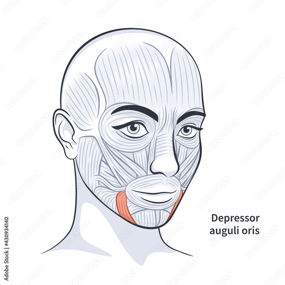 Fototapeta premium Facial muscles of the female. Detailed bright anatomy isolated on a white background vector illustration