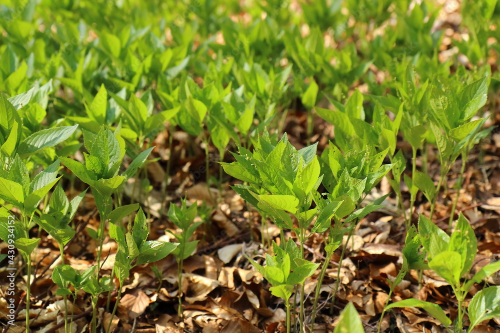 close up of small forest plants with green leaves close up of small forest plants with green leaves