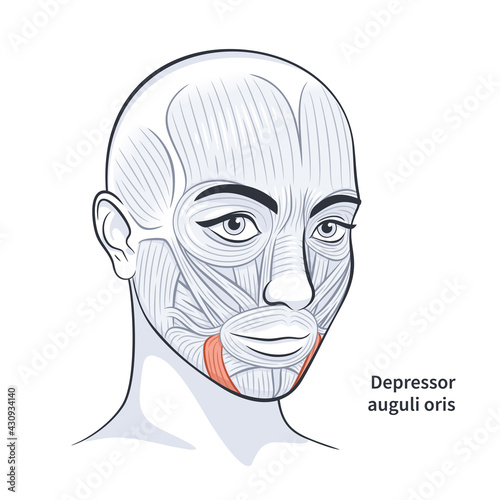 Facial muscles of the female. Detailed bright anatomy isolated on a white background vector illustration photo