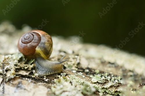 Closeup portret of garden snail on a branch 