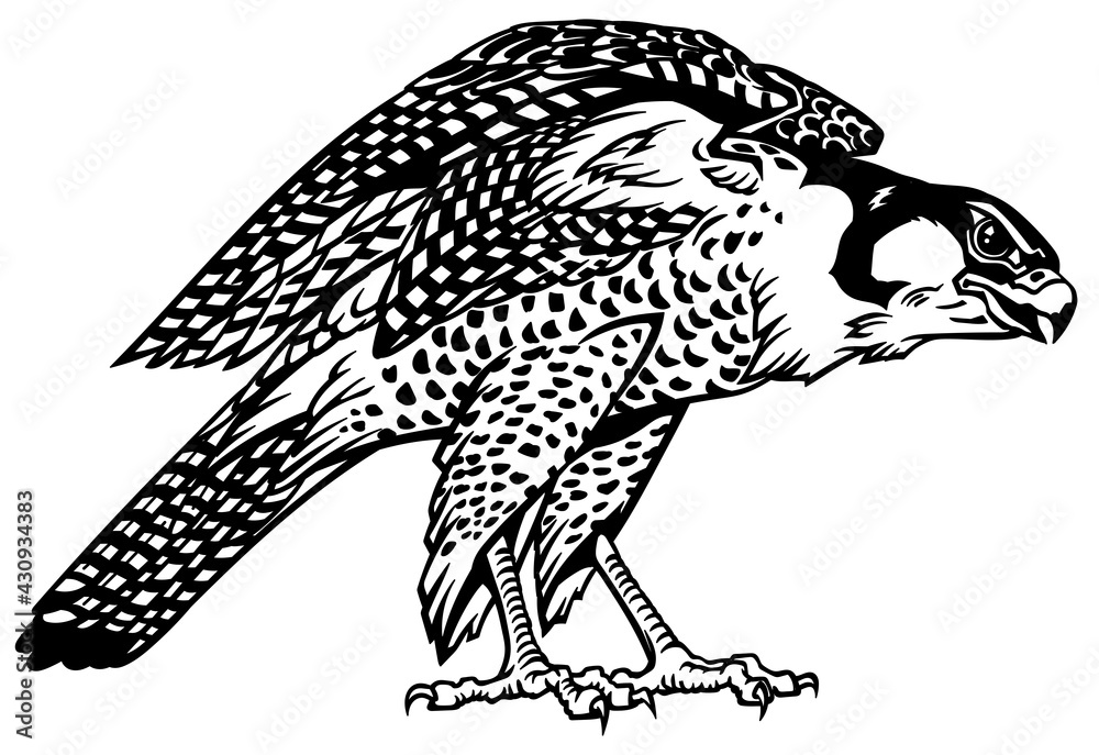 Falcon a hunter ready to fly. Bird of prey. Falconry. Black and white isolated vector illustration Falcon a hunter ready to fly. Bird of prey. Falconry. Black and white isolated vector illustration