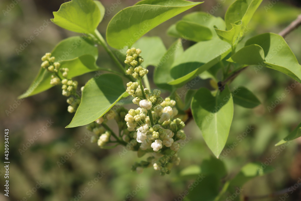 White flowers and blossoms of Lilac on springtime. Syringa vulgaris bush in bloom in the garden White flowers and blossoms of Lilac on springtime. Syringa vulgaris bush in bloom in the garden