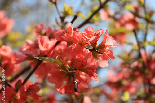 Cydonia japonica pink flower in springtime. Japanese quince bush in bloom