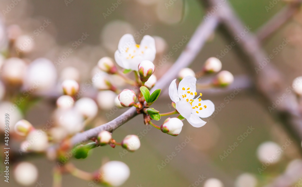 Close up view of tree blossom