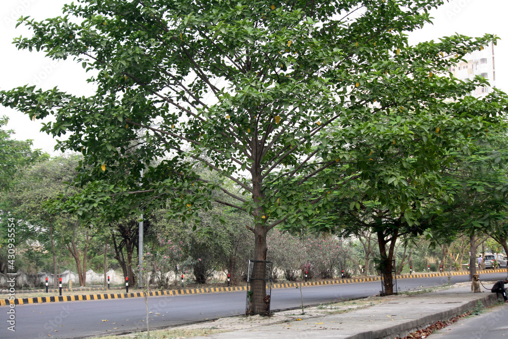 Burflower-tree or Kadamb (Neolamarckia cadamba) flowers in India