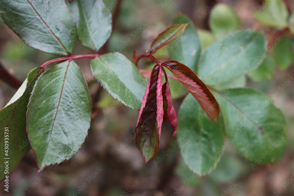 Close-up of  Rose bush leaves damaged by frost in the garden on springtime