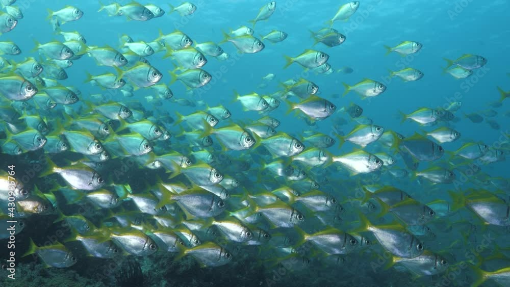 Underwater view of colourful shimmering schooling tropical fish in clear blue water. Underwater view of colourful shimmering schooling tropical fish in clear blue water.