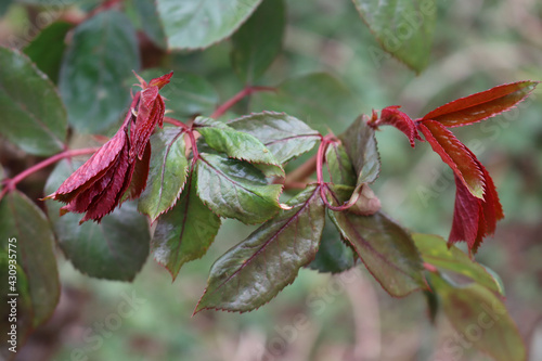 Close-up of  Rose bush leaves damaged by frost in the garden on springtime