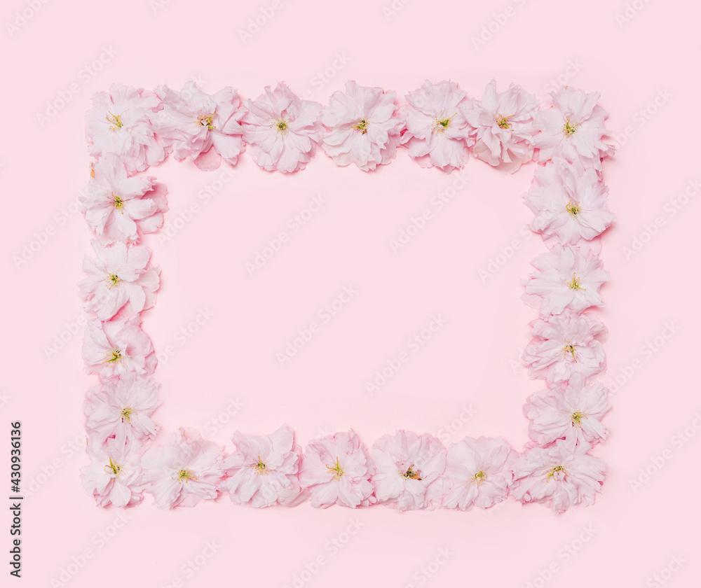 A rectangle shaped frame created of  Japanese cherry blossom with creative copy space. Flat lay arrangement on the baby pink background.