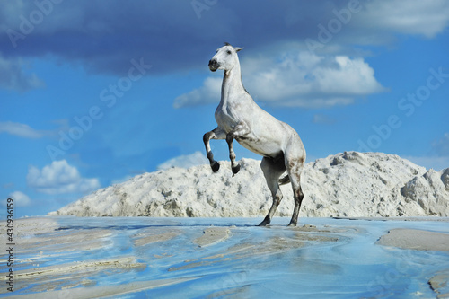 white horse jumping in the desert 