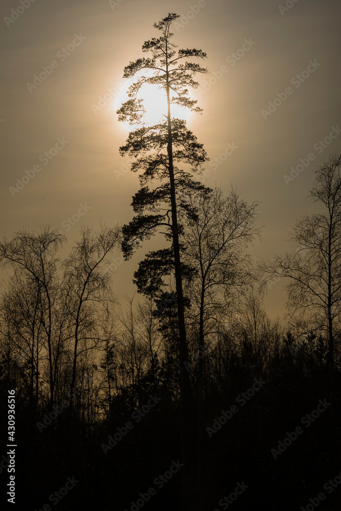 silhouette of a scotts pine tree silhouette of a scotts pine tree