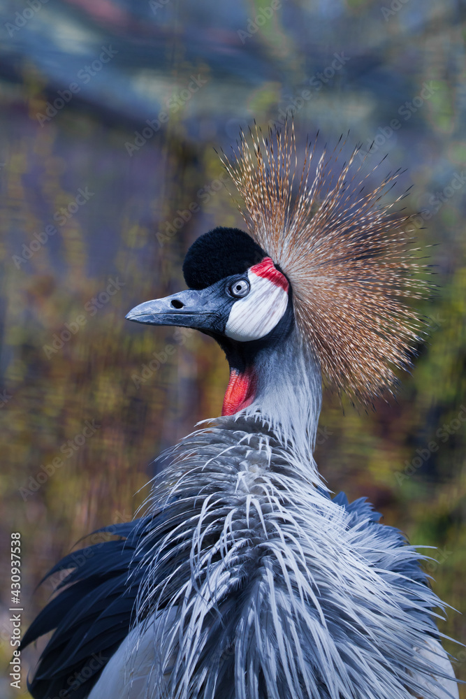 Fototapeta premium Beautiful large bird in blue-red tones in a golden crown Black crowned crane close-up, feathers are ruffled