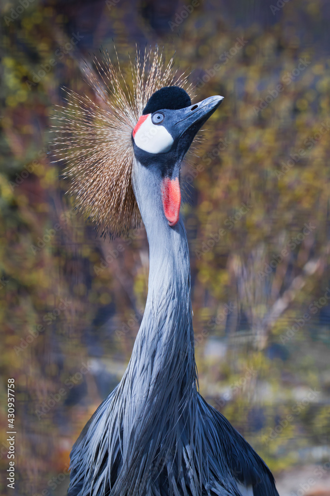 Fototapeta premium Curious slender beauty with blue outstretched neck gold crown and red Black crowned crane head and neck