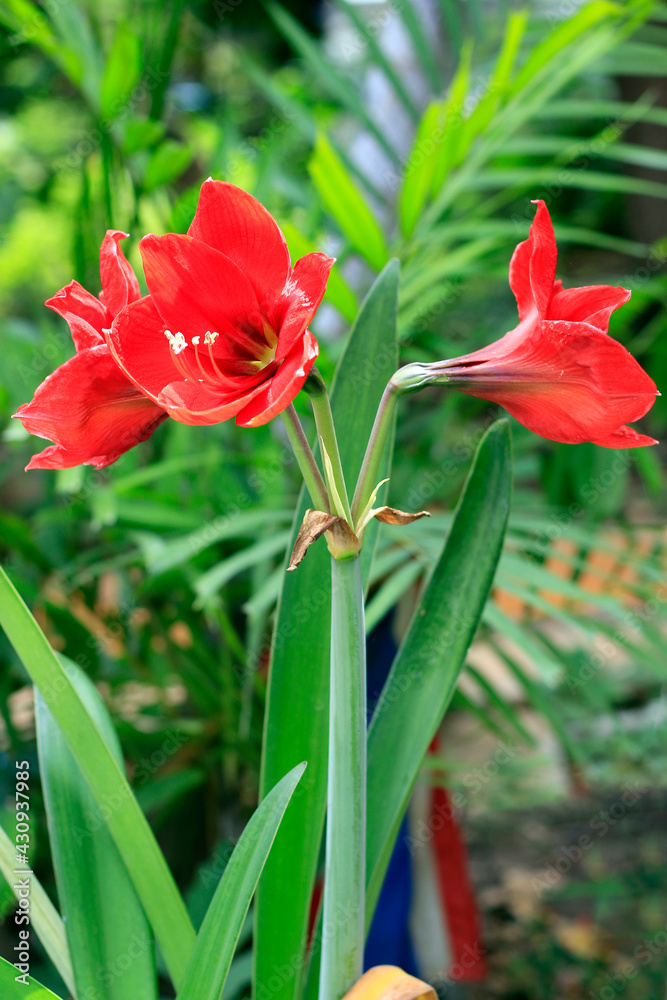 Close-up, of Amaryllis red with yellow grains.