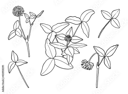 St.Patrick 's Day. Coloring. Set of clover flowers, leaves. Black outline isolated on white background, hand-painted by liner. Coloring book for children and adults. For packaging design, paper.