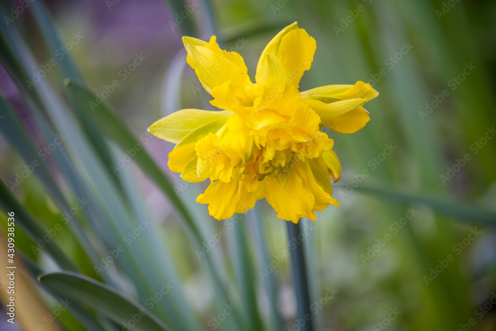 Obraz premium One Double yellow daffodils in the garden