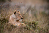 portrait of lioness in the grass
