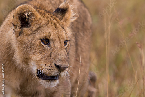 close up of lion cub