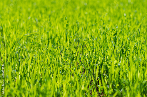 Fresh green shoots of cultivated plants in a farmer's field closeup