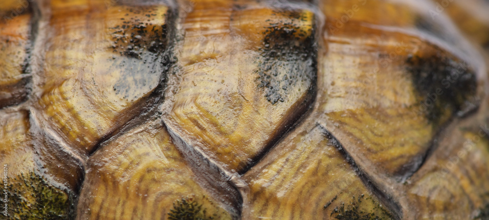 Turtle shell as an abstract background. Turtle shell as an abstract background.