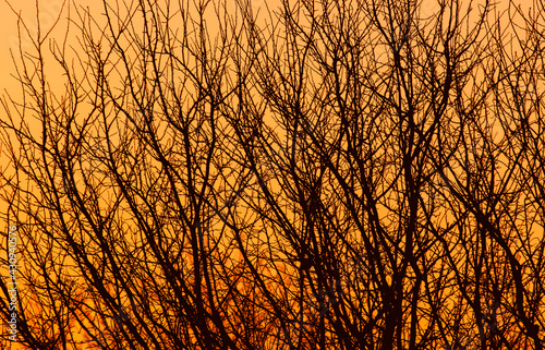 Tree branches on a sunset background