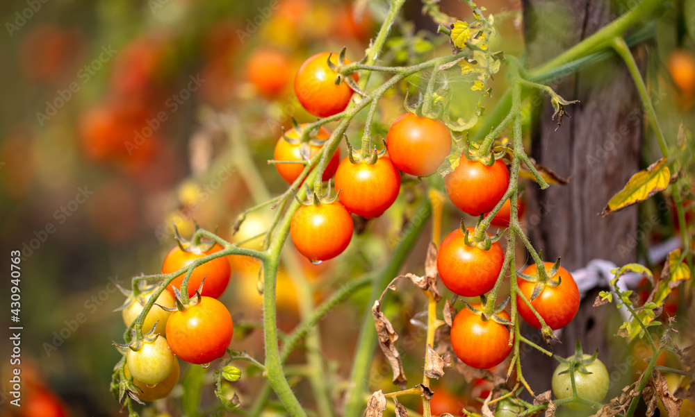 Ripe tomatoes on the plant in summer.