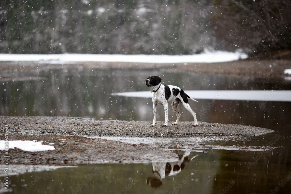 Dog english pointer