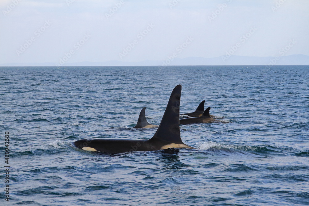 Fototapeta premium 知床の海に回遊する野生のシャチ（北海道羅臼沖）