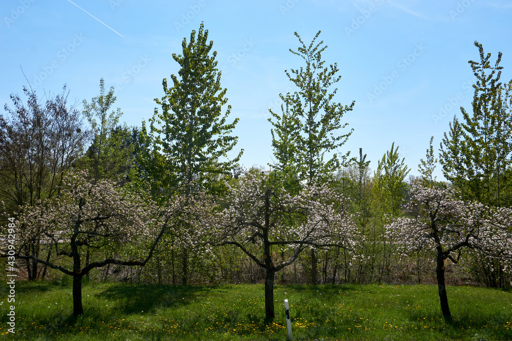 beautiful flowering apple trees with white flowers