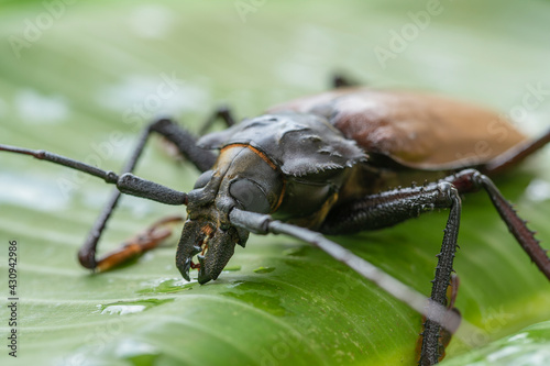 Giant Fijian longhorn beetle from island Koh Phangan, Thailand. Close up, macro photo