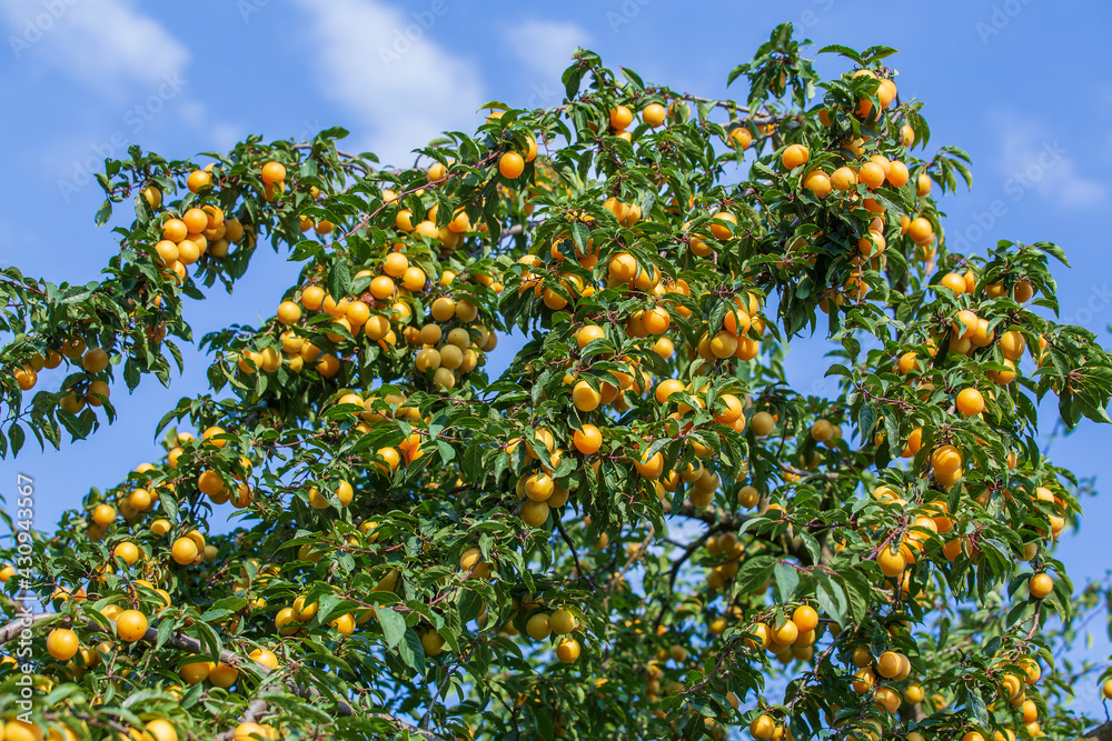 Cherry-plum tree with fruits growing in the garden