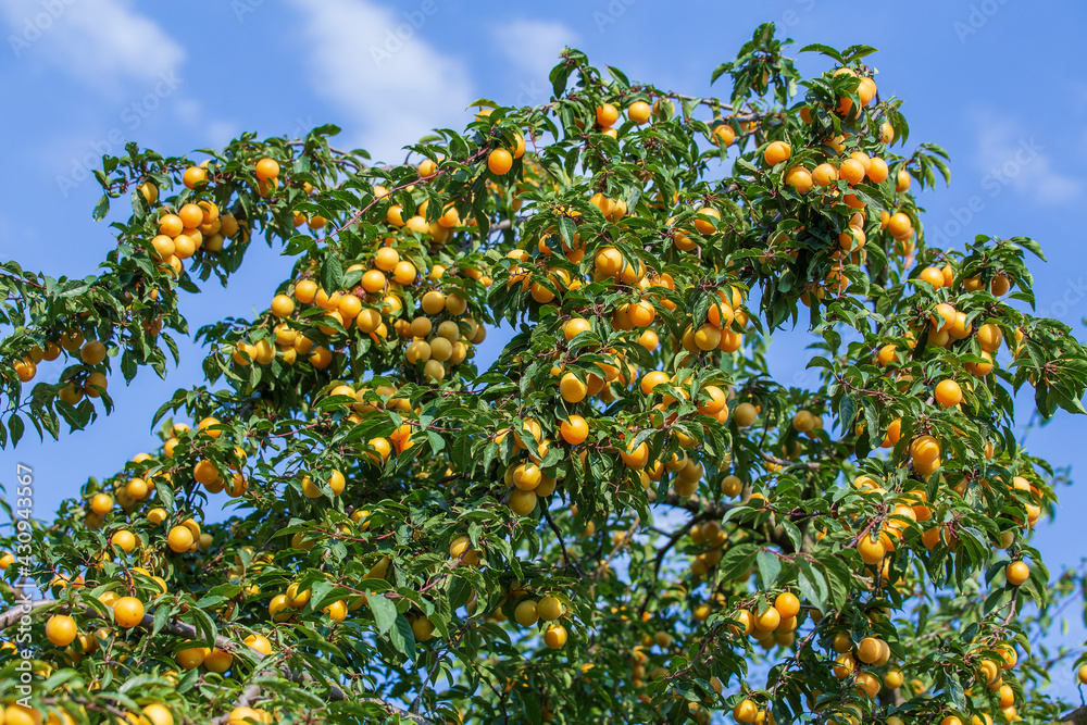 Cherry-plum tree with fruits growing in the garden Cherry-plum tree with fruits growing in the garden