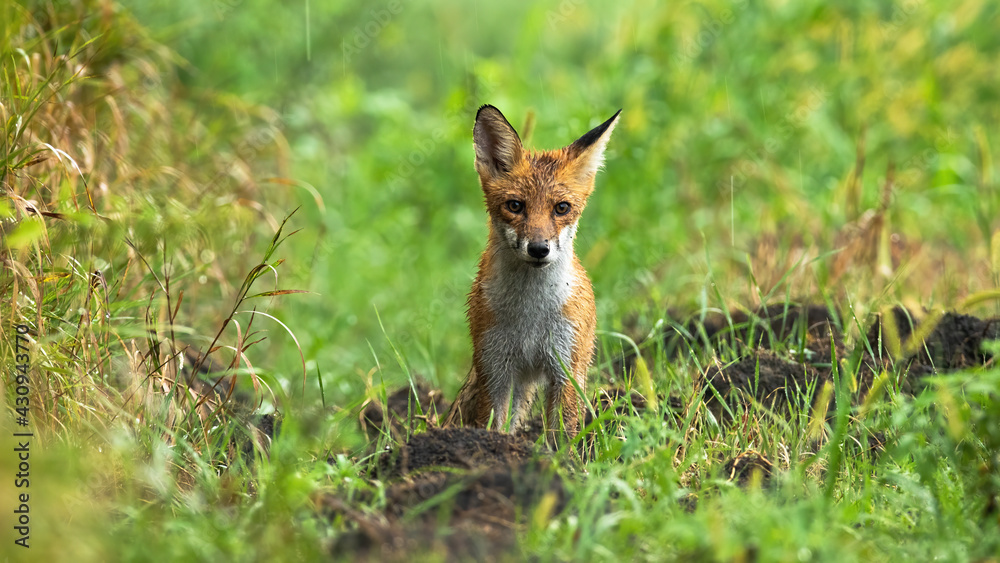 Fototapeta premium Wet red fox standing on meadow on summer rainy day