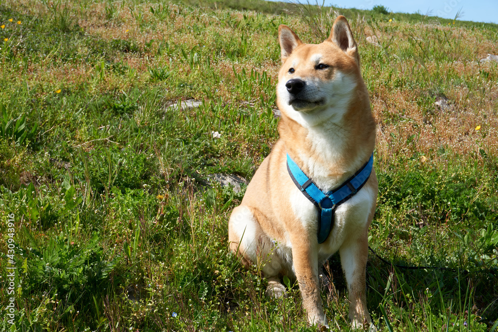 red shiba inu dog sitting in grass