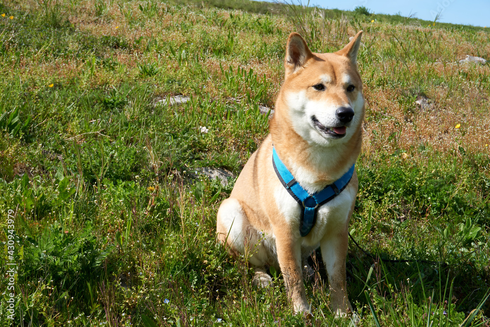 red shiba inu dog sitting in grass red shiba inu dog sitting in grass