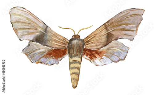 Hawk moth laothoe populi. Hand-drawn Insect. Watercolor illustration on white background. Design for stickers, postcards photo